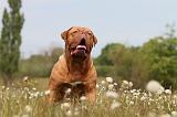 DOGUE DE BORDEAUX 053